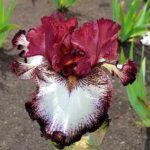 Blue Buddha Farm – Ghirardelli Square Bearded Iris Bulb – Easy to Grow Perennial Flower Rhizome for Planting