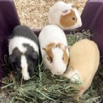 Blue Mountain Hay | 15 oz. Fresh Alfalfa Hay | Available in 15 oz. & 40 oz. Pouches | Nutritious, Delicious Meal Or Snack for Rabbits, Guinea Pigs, Hamsters, Gerbils, Rats, and Other Small Pets